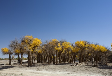 Inner Mongolia, China EJINAQI of Populus euphraticaの写真素材