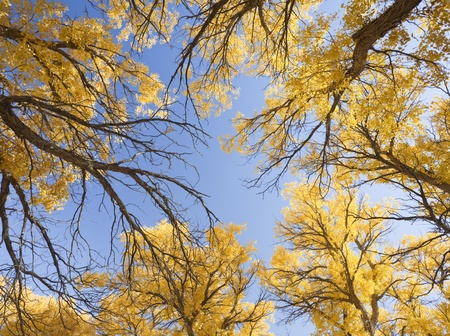 Inner Mongolia, China EJINAQI of Populus euphratica