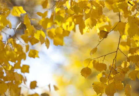 Yellow leaves background