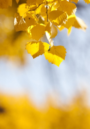 Yellow leaves backgroundの写真素材
