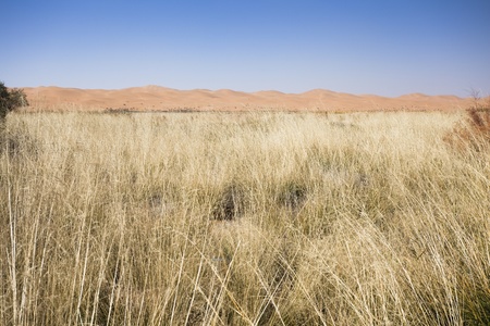 Desert Oasisの写真素材