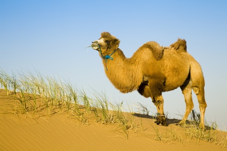 Sand desert ,chinaの写真素材