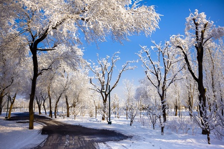 Winter scenic of a road with snow covered trees.の写真素材