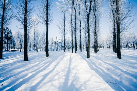 Winter landscapeの写真素材