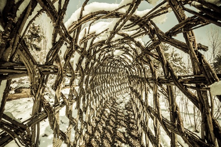 Walking through the tunnel of vinesの写真素材