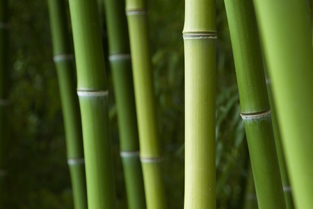 Bamboo forest backgroundの写真素材