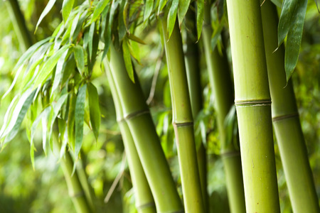 Bamboo forest backgroundの写真素材