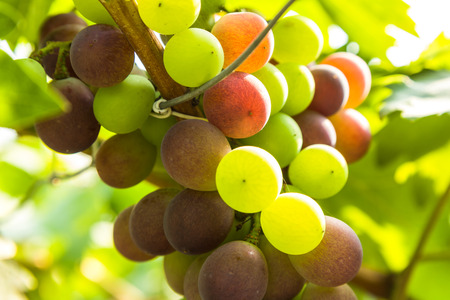 closeup of grapes in a vineyard