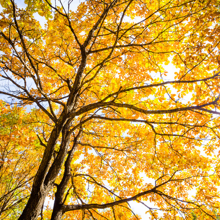 autumn leaves in sunny day