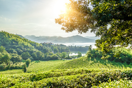 Green tea garden on the hill,China southの写真素材