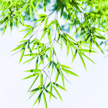 Bamboo forest backgroundの写真素材