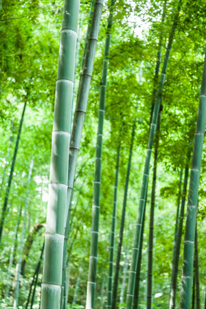 Bamboo forest backgroundの写真素材