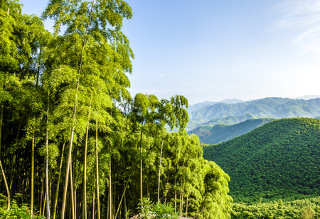Bamboo and mountainsの写真素材