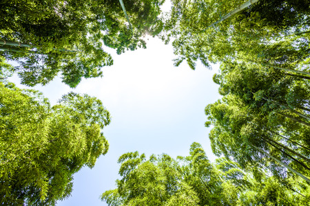 bamboo forest