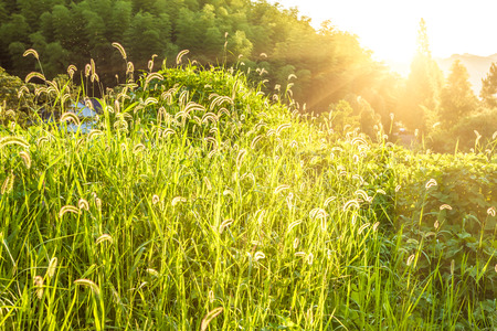 Weedis surrounded by mountainsの写真素材