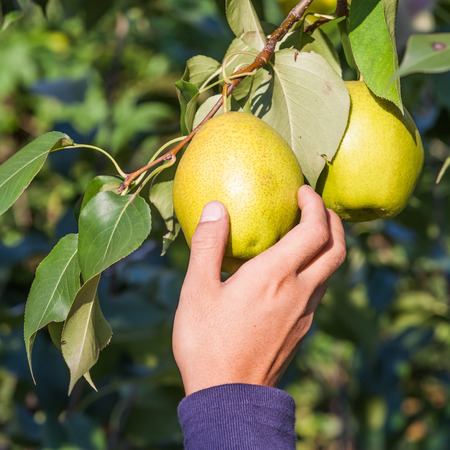 Pear fruit on the treeの写真素材