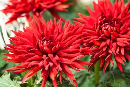 Closeup Chrysanthemumsの写真素材