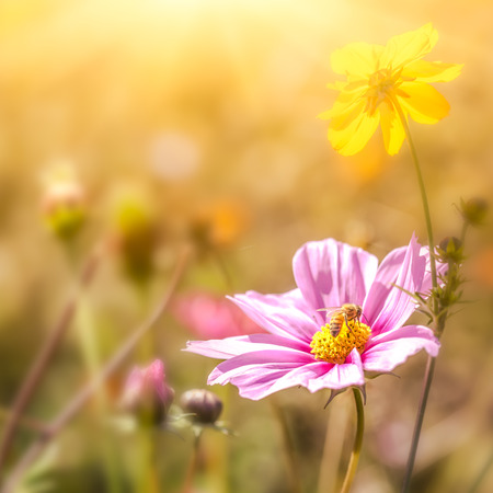 Marigold flowers in the sunlightの写真素材