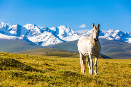 Horse under snow mountainsの写真素材