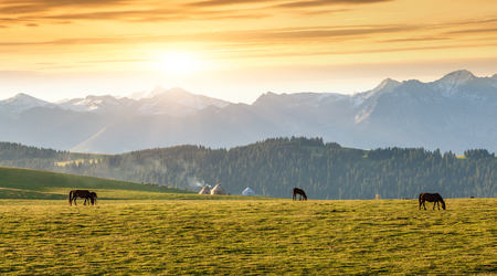 grassland in Xinjiangの写真素材