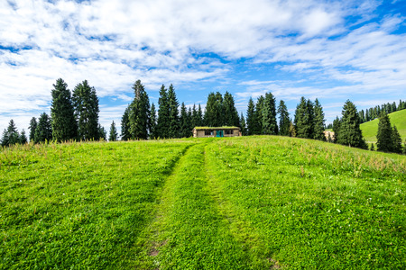 grassland in Xinjiangのeditorial素材