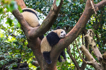 panda in zoo of   Chinaの写真素材