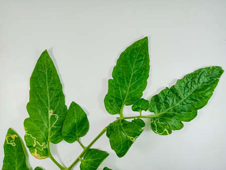 A closeup shot of a green tomato plant on a white backgroundの写真素材