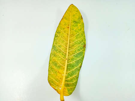 Yellow Leaves, guava Leaf isolated on white background.の写真素材