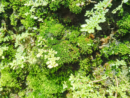 Green moss on the wall in the forest. Close-up.の写真素材