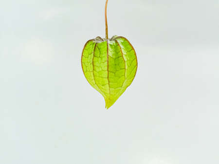 Physalis peruviana plant on white background, close-upの写真素材