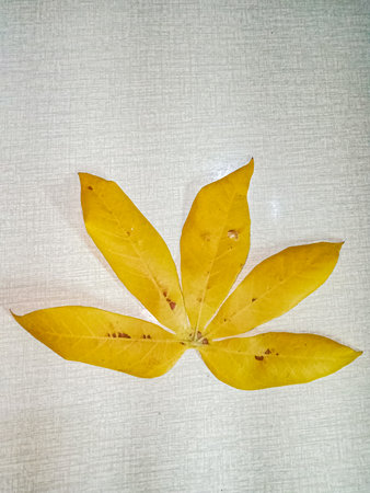 Yellow autumn leaves on a white background. Flat lay, top view.の写真素材