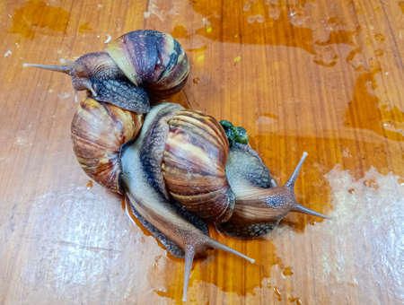 garden snail on a brown table.の写真素材