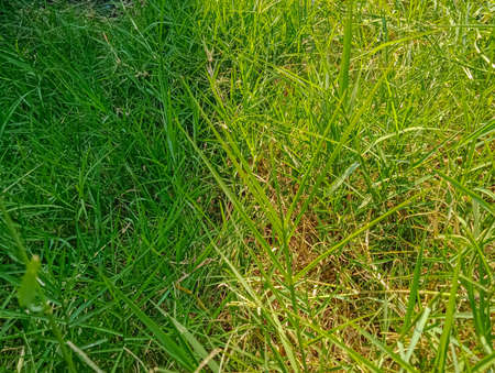green grass, with two different colors of grass that is exposed to sunlight and that is not exposed to sunlight.の写真素材
