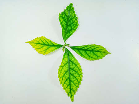 green leaf, acalypha leaf isolated on white background.の写真素材