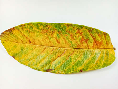 Yellow Leaves, guava Leaf isolated on white background.