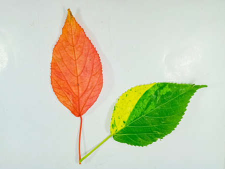 acalypha wilkesiana leaf, isolated on white background.