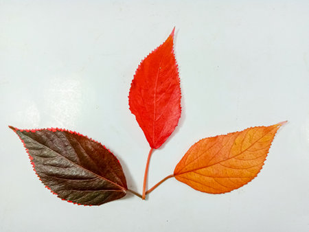 acalypha wilkesiana leaf, isolated on white background.