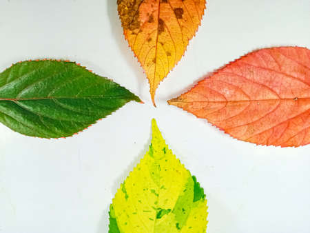 acalypha wilkesiana leaf, isolated on white background.の写真素材