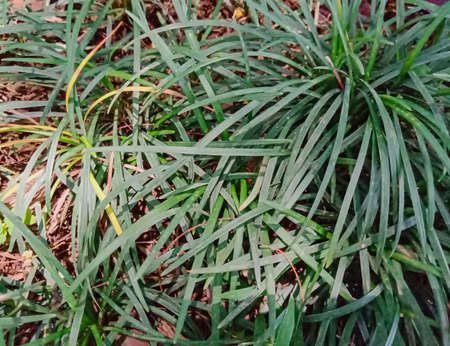 Green leaves of Asparagus officinalis in the garden.の写真素材
