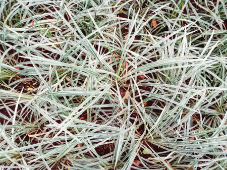 Close-up of green grass in the garden. Selective focus.