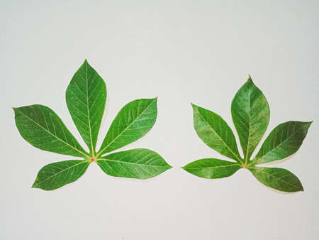 green leaf, cassava leaf isolated on white.