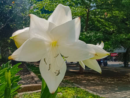crinum latifolium, white flowers, summer in the garden.の写真素材