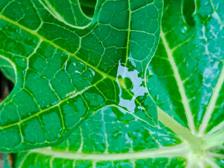 green leaves, papaya leaves in the garden.の写真素材