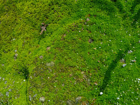 green moss on the rock.の写真素材
