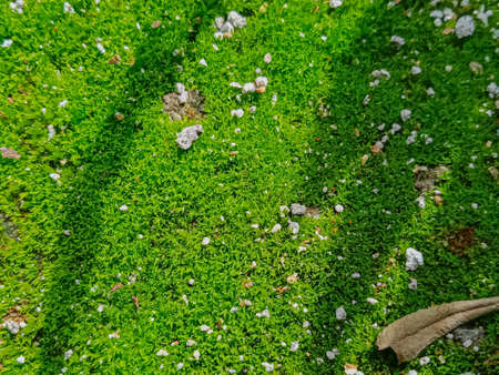 green moss on the rock.の写真素材