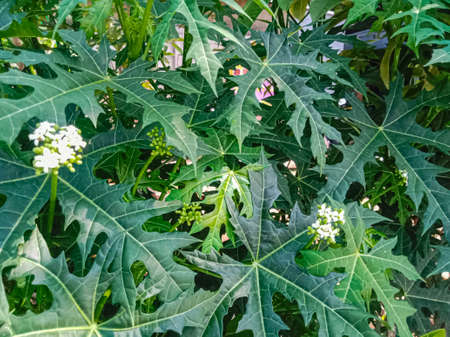 chaya flower or Cnidoscolus aconitifolius in the garden.