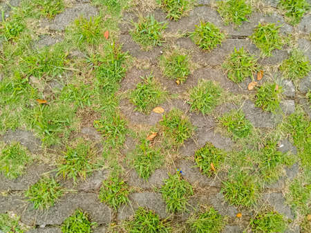 green grass on a paving block, in the Tegalega park in Bandung, Indonesia.