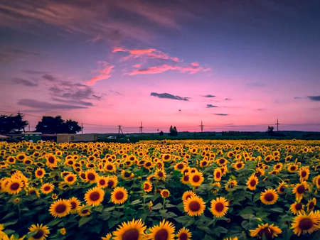 sunflower bed, yellow flowers in the garden, with sunset background.の写真素材