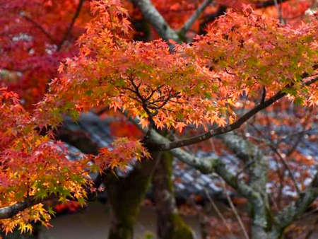 colorful maple leaves on Autumn tree and Falling Leaves.の写真素材