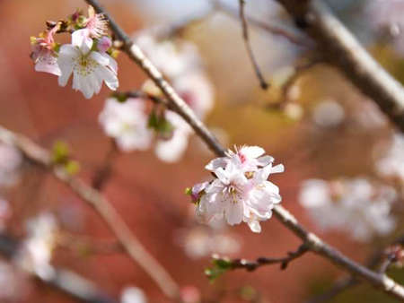 Prunus subhirtella or Edo higan, is the scientific name for a species of wild cherry tree native to Japanの写真素材